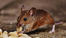 24 Hour & Emergency Exterminators in Englewood, FL